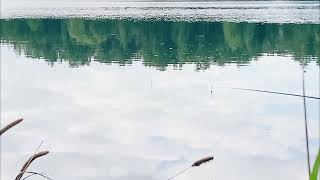 Поклевка плотвы на маховую удочку #поклевка #поплавок #плотва #рыбалка #asmr #fishing #fishingvideo