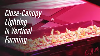 Close Canopy Lighting Research in Vertical Farming