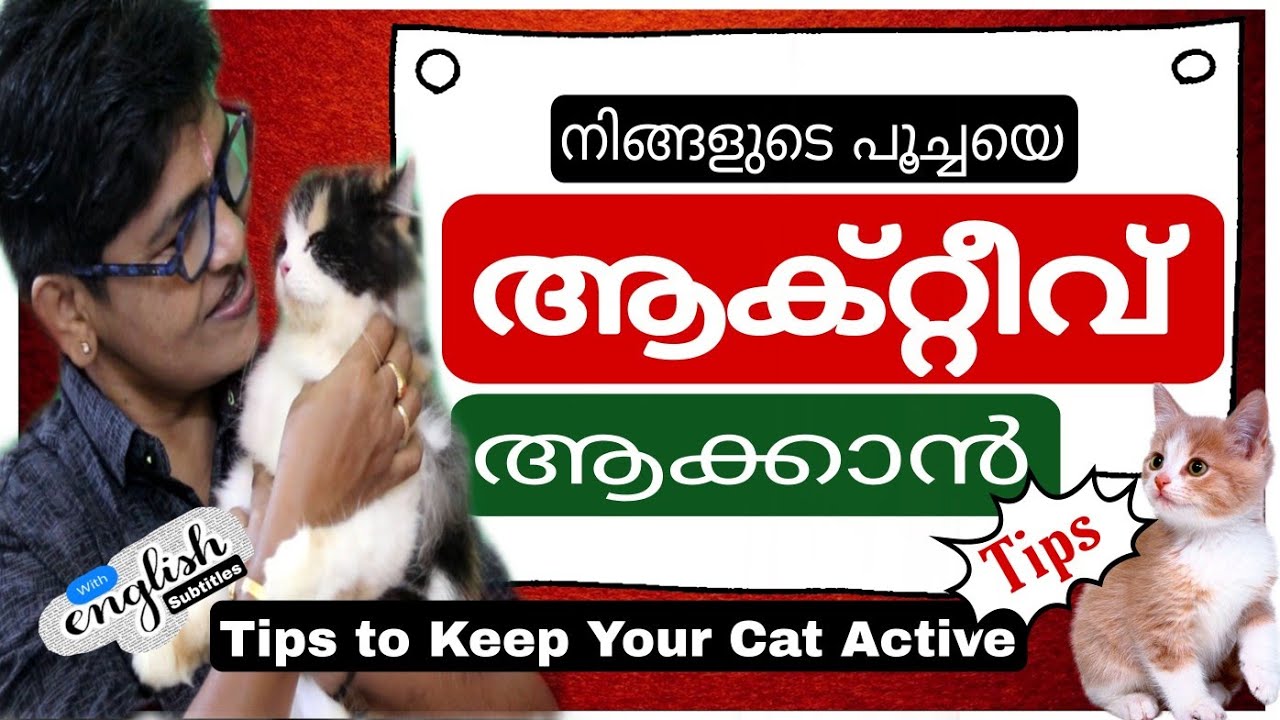 നിങ്ങളുടെ പൂച്ചയെ സജീവമാക്കാൻ | Top Tips to Keep Your Cat Active | Cat Caring Guide @NANDAS pets&us