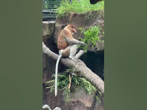 🐒 Смешная обезьяна 🤣🤣 #еда / 🐒 Funny monkey 🤣🤣 #food - YouTube