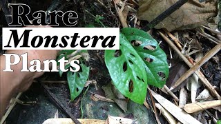 MAY LIBRENG MAMAHALING RARE MONSTERA PLANTS SA KAKAHUYAN / RARE PLANTS HUNTING