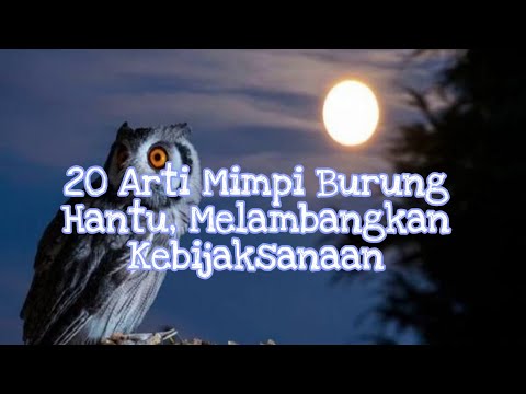 Video: Mengapa Burung Hantu Bermimpi