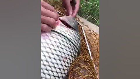 Hướng Dẫn Xích Cá Cho Anh Em Khi Quên Rọ | Công Thức Mồi Câu Cá Sông