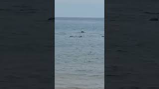 cape cod seals! Race Point Beach