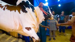 HEAVY Bulls UNLOADING at Garden Area (Lyari Cow Mandi) | Bakra Eid 2021 Qurbani Cows | Cattle Market