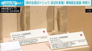 「身近な自然が不自然な状態」県内の野生ドジョウ　ほとんどが外来種　神奈川で企画展(2023年2月18日)