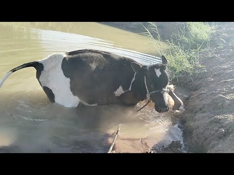 بقره تسبح فى الماء Cow Swimming In The Water 