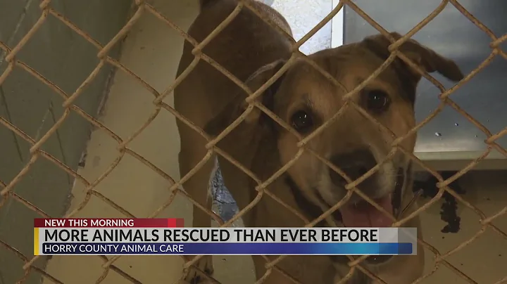 Horry County Animal Care Center saved 20% more animals in 2021