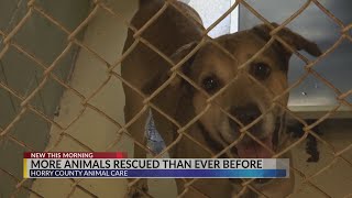 Horry County Animal Care Center saved 20% more animals in 2021