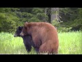 Young Whistler Bears Mating