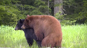 Young Whistler Bears Mating
