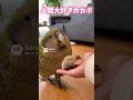 優しいカカポ💓#カカポ #birds #bird