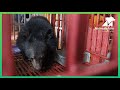 Rescued cub Marvel arrives at our sanctuary.