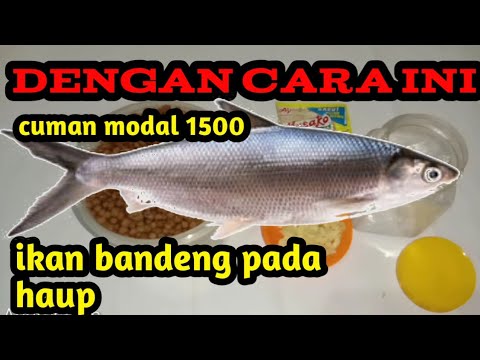 CARA MEMBUAT UMPAN IKAN BANDENG JITU || Media Otok Otok#