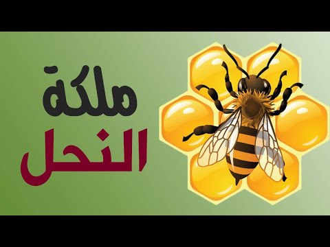ماذا يحدث عندما تموت ملكة النحل في الخلية