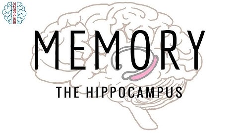 Memory -- the hippocampus