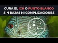 Cura el ich o punto blanco en tus peces fcil y sin complicaciones