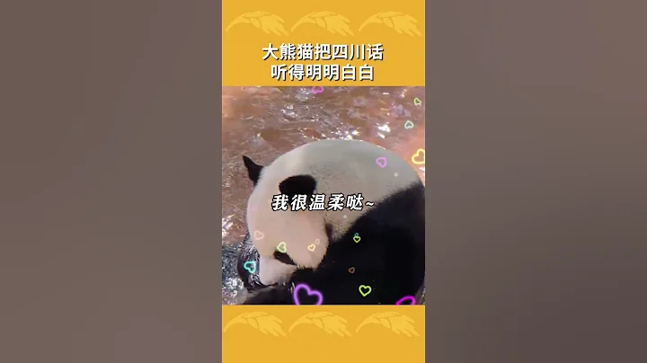 我今天用四川话喊你，你敢答应吗？大熊猫同学🐼 - 天天要闻