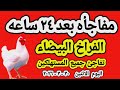 اسعار الفراخ البيضاء اليوم سعر الفراخ البيضاء اليوم الاثنين 2026 3 30 في مصر جمله وقطاعي
