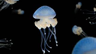 The Answer Lives at Shedd - :06 ad - Jellies