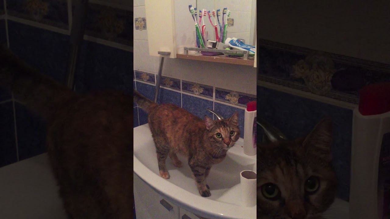 Akıllı kedi birde peçete istiyor YouTube