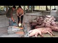 Disinfect and burn African cholera virus.  The piglets survived the pandemic. ( Ep 223 ).