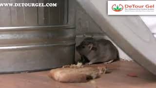 Cover video  Detourgel  Rat Repellent