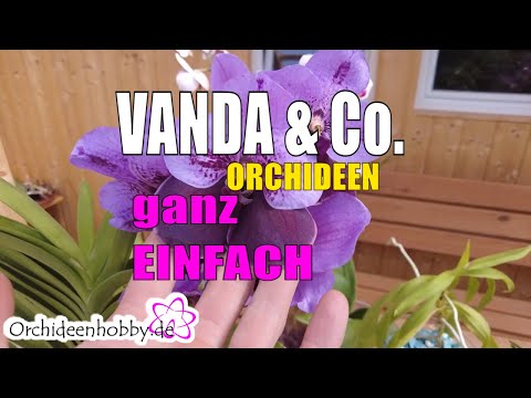 Vanda richtig pflegen: Wurzeln, Wasser und Licht erklärt