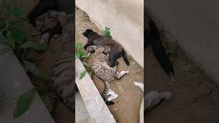Kucing Nenen Ke Anjing shorts kucinglucu cat funny funnys sioren anjinglucu