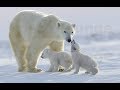 L'Ours Blanc