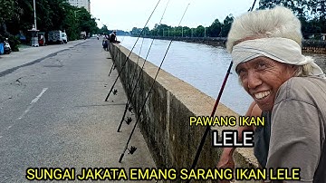 SUNGAI JAKARTA ‼️ TERNYATA SARANG NYA IKAN LELE