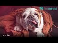 Dog teeth cleaning risks and anesthesia side effects
