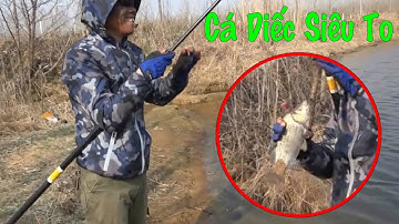 Câu cá diếc sông, điểm câu tuyệt vời của cần thủ Trung Quốc. Toàn cá diếc cụ siêu to