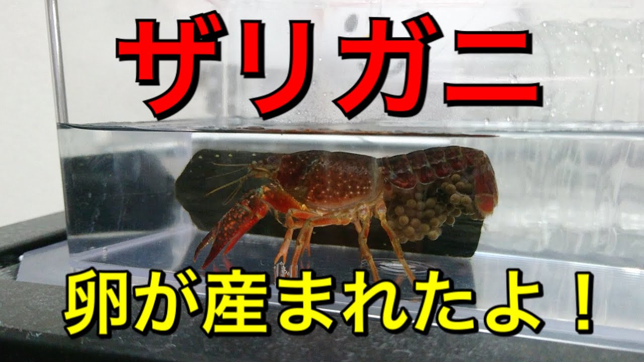 ザリガニの卵 Youtube