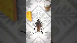 Cockroaches are Known People Ears 👂⚠️ #nursingvidyarthi #chandansir