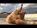 Mani is grooming himself #cute #pet #kitten #play