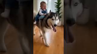 Babys First Dog Ride And This Huskys Tongue?