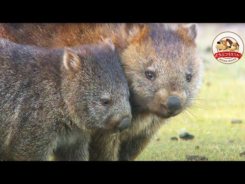 生きたぬいぐるみ 野生のウォンバットの赤ちゃんがお母さんの袋から顔を出すのが可愛すぎる どうぶつ奇想天外 Wakuwaku Youtube