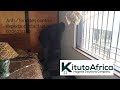 #KitutoAfrica #AntControlNairobi #PestControlExpertsKenya #TermiteRemovalSpecialists
