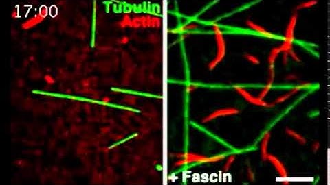 Tau co-organizes dynamic microtubule and actin networks