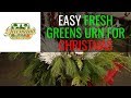 Creating a Fresh Greens Urn Creating a Fresh Greens Urn