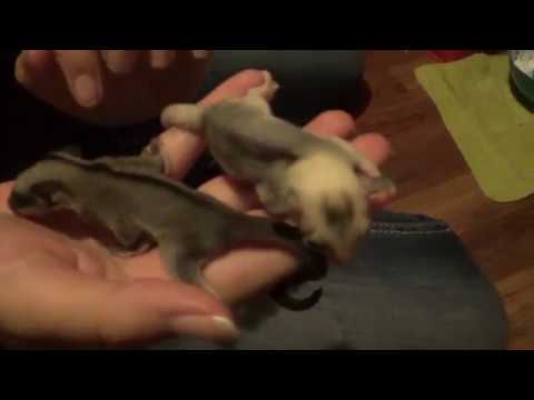 Sugar Glider Joeys