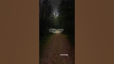 قراءة من سورة آل عمران بصوت القارئ عبد الخالق ايهاب من صلاة التراويح