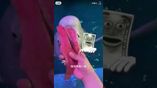 Unbelievable Moment Yapdollar Feeds Xiaohei Salmon