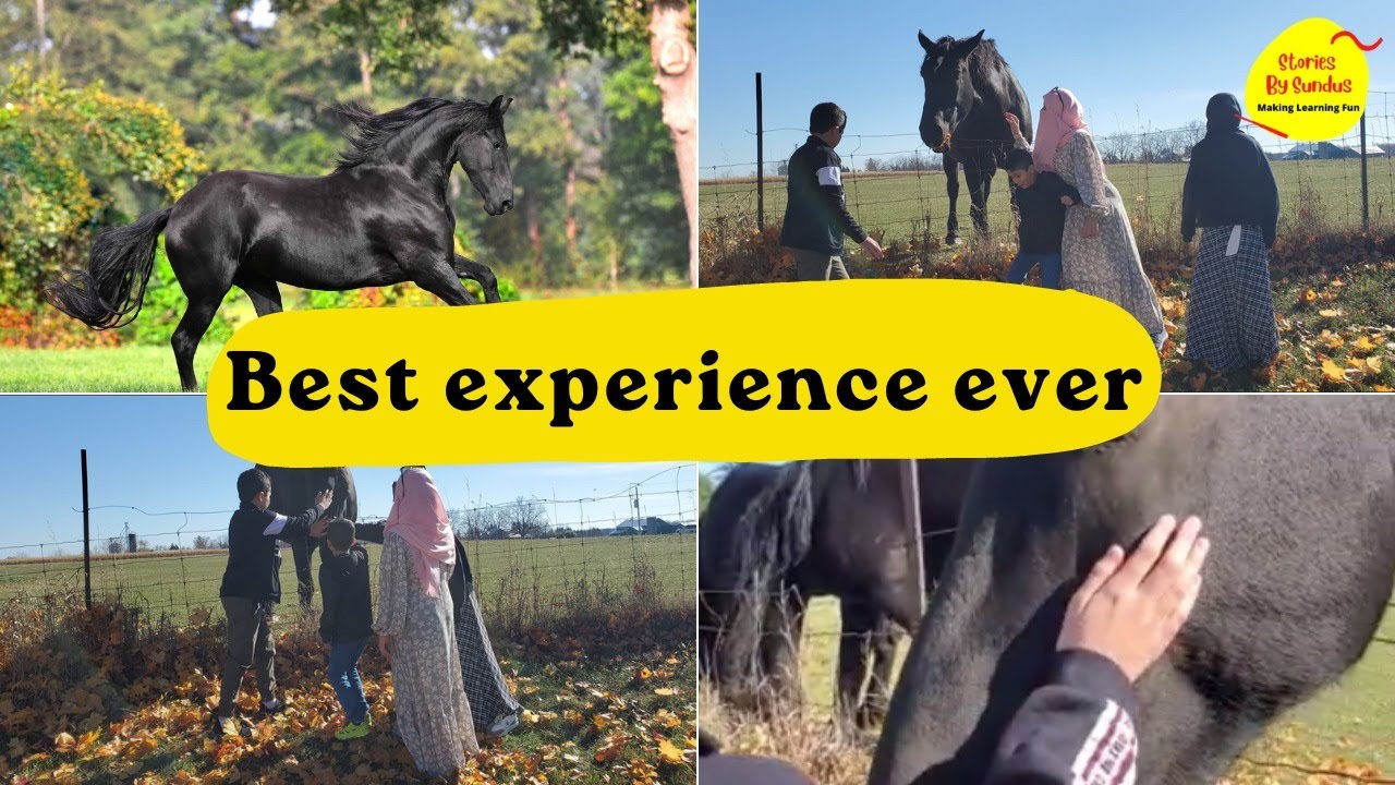 Friesian Horses || Sight Seeing || best experience ever