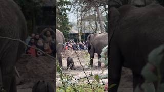 Little elephant slipping in mud #animal #adorable #elephant #baby