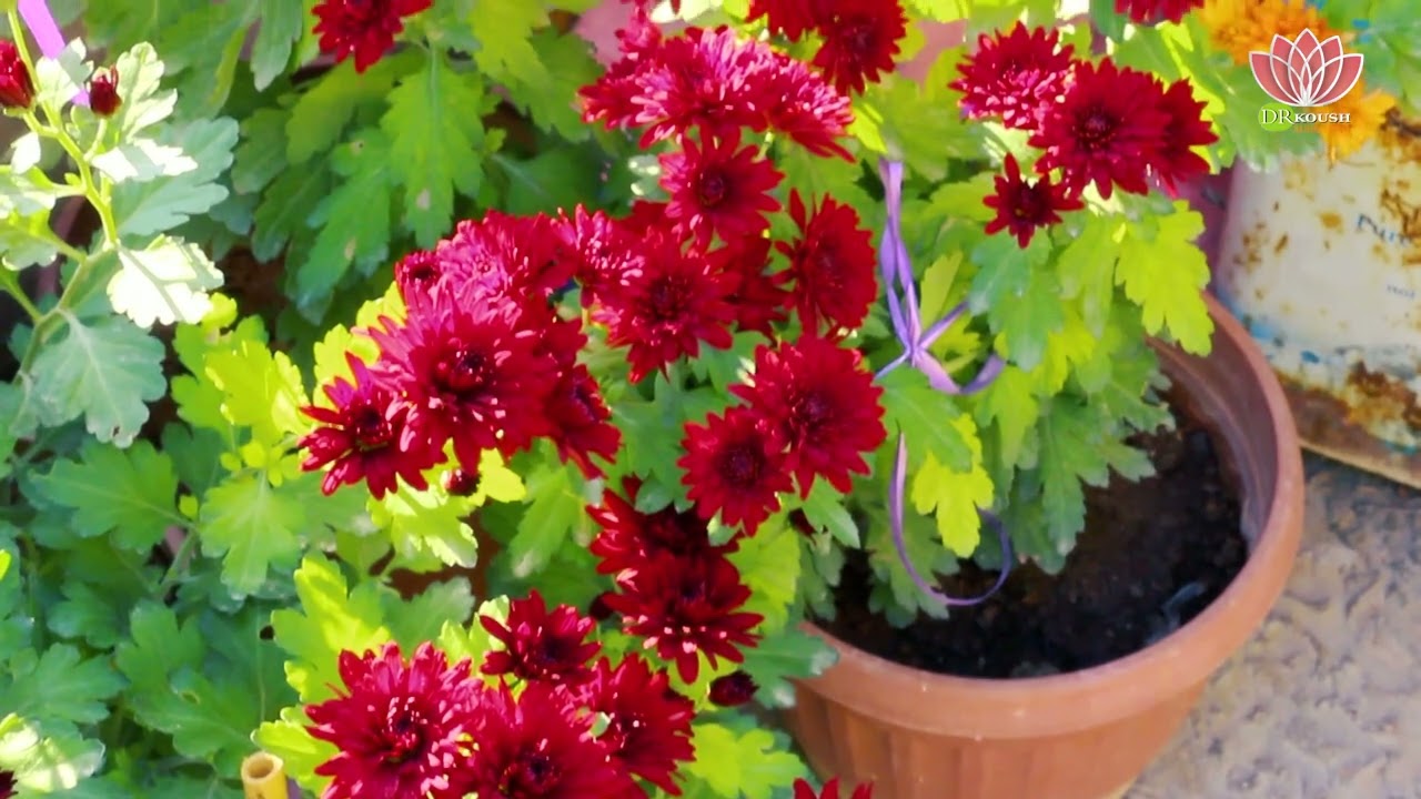 موال جبلي مع منظر لبيت من بيوت دركوش الشرقية نبض دركوش من القلب الى القلب