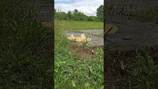 OHIO IS FLOODING #flood #water #sewer #ohio #weather #rain #liquid #shorts