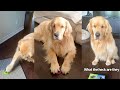 Golden Retriever Learns How To Communicate With Answer Buzzers