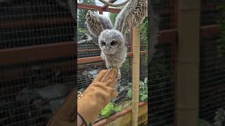 The Aluco Files: Day 20 - Learning to Fly | ReelTime Animal Rescue